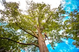 Best Tree Removal  in South Pasadena, CA
