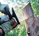  South Pasadena, CA Tree Care Pros