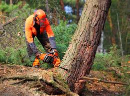 How Our Tree Care Process Works  in  South Pasadena, CA
