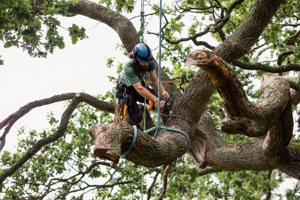 Best Tree Preservation Services  in South Pasadena, CA
