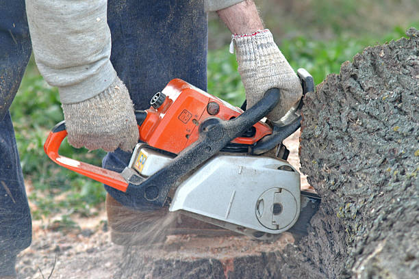 Best Lawn Maintenance Plans  in South Pasadena, CA